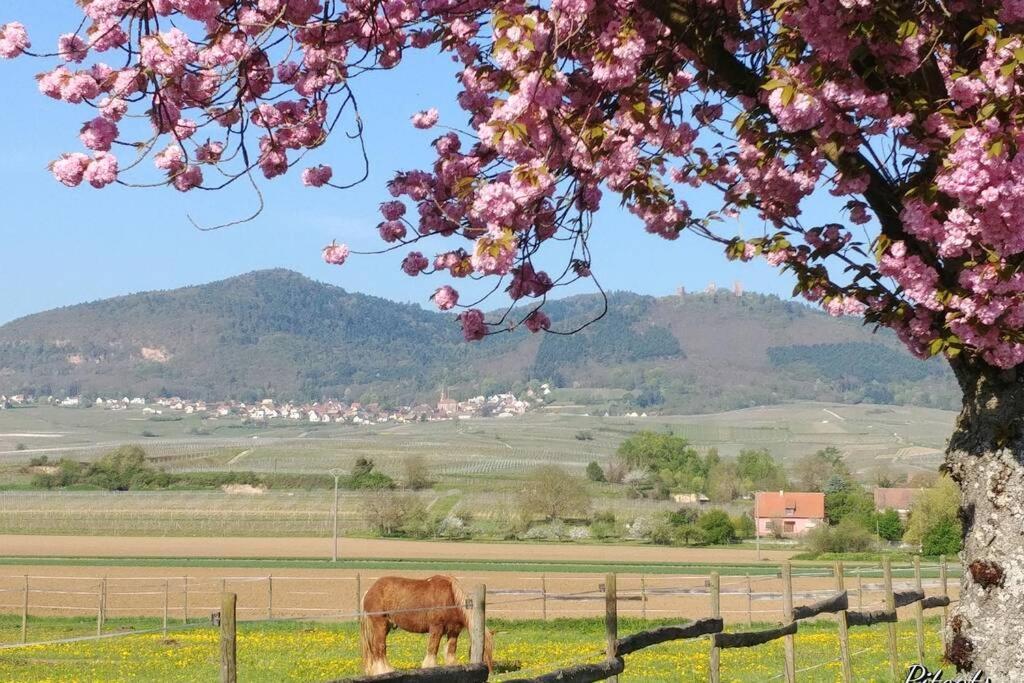 Gite A Eguisheim Proche De Colmar Et Kaysergberg. Eksteriør billede