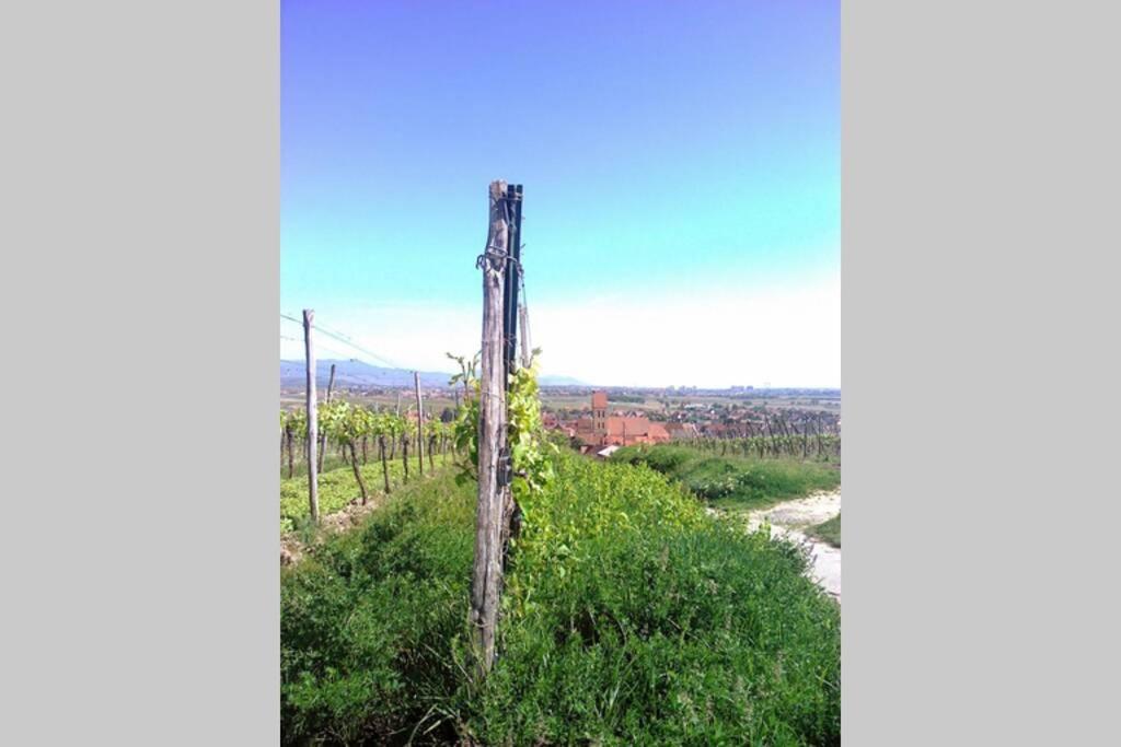 Gite A Eguisheim Proche De Colmar Et Kaysergberg. Eksteriør billede